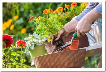 Spinal Health Gardening Atlanta GA